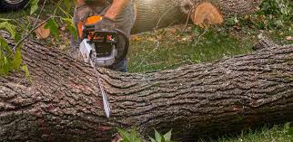 How Our Tree Care Process Works  in  Lauderdale Lakes, FL